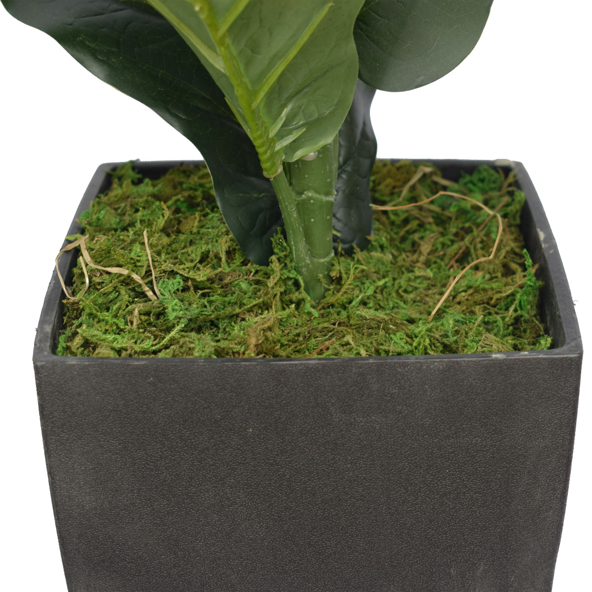 dsc_0913_3 Dense Fiddle Leaf Fig Tree 70cm - Image 2