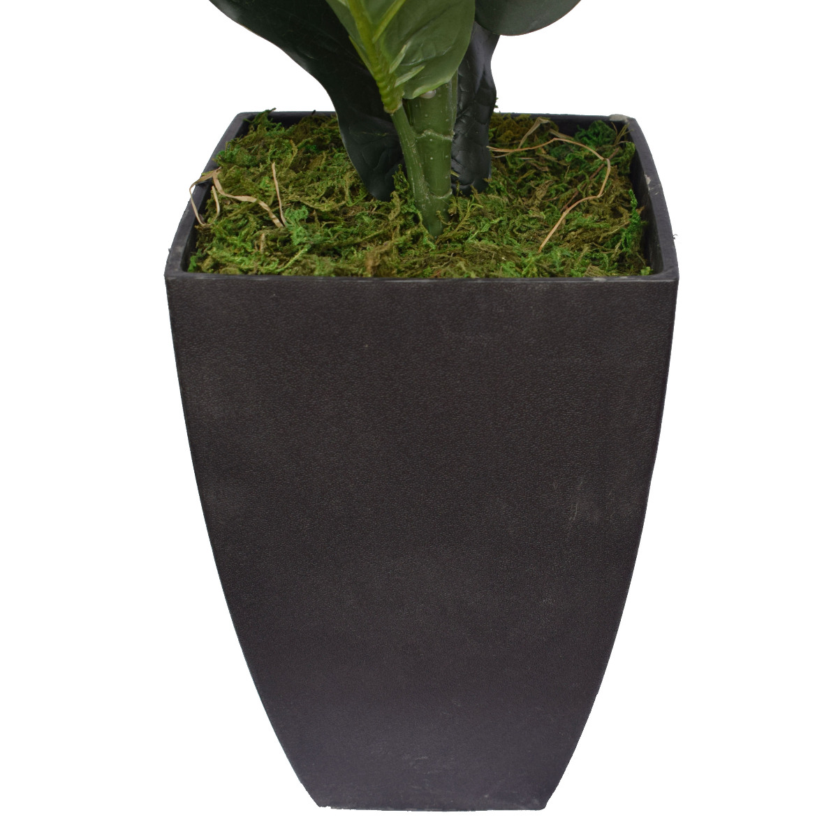 dsc_0914_3 Dense Fiddle Leaf Fig Tree 70cm - Image 3