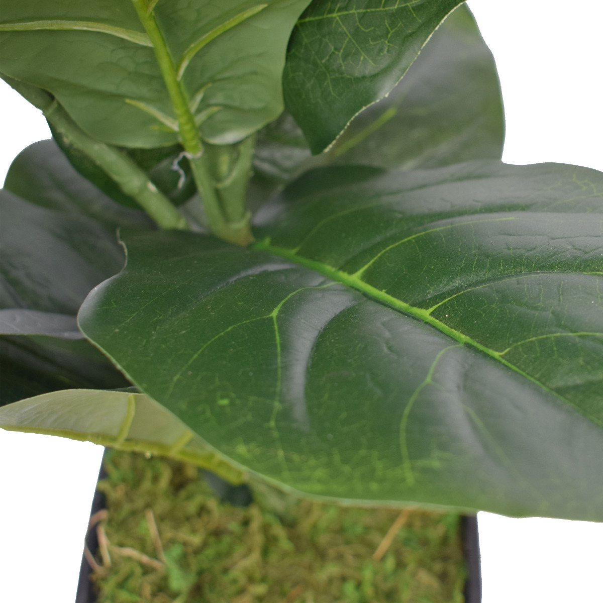 dsc_0917v_3 Dense Fiddle Leaf Fig Tree 70cm - Image 4