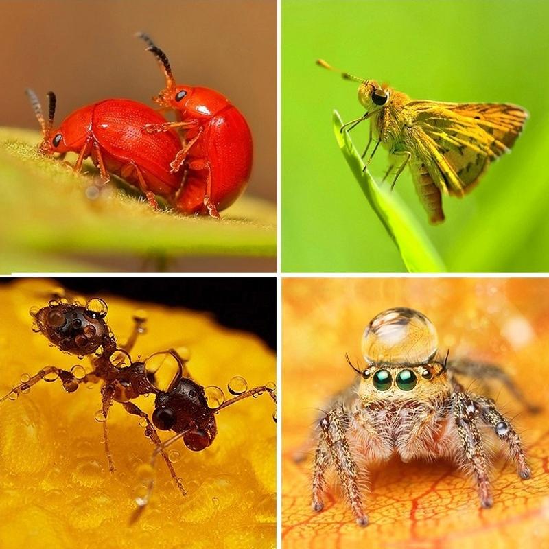 V562-8652-PLD-S-202508271932-07 58mm Close Up Lens Filter Set for Gopro Hero3 - 6-in-1 Macro Adapter Ring - Image 8